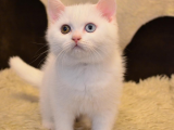 Sevimli Ayıcık British Shorthair Beyaz ODD Eyes Yavrumuz