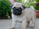 Eşsiz güzellikte Pug yavru fiyat sahiplenme / sahiplendirme