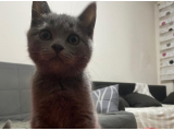 3 Aylık Oyuncu British ShortHair