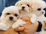 Maltese Terrier Yavruları