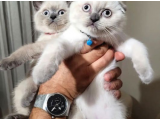 Koca kafa British Shorthair sıfır kulak Scottish Fold Blue Point yavrularımız