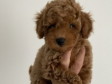 Toypoodle Red Mini Dişi Yavrumuz oyuncul