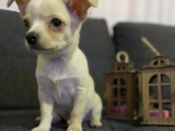 Teacup Şivava Bebekler