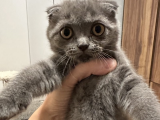 Scottish fold yavrularimi sahiplendiriyorum istanbul