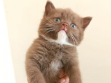 Bicolor British Shorthair altın değerinde
