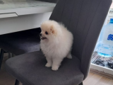 Pomeranian Boo ayı yüz