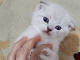 Scottish Fold Lynx Point erkek yavru