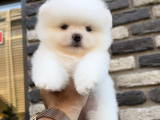 Exotic Pet Club Farkıyla Pomeranian Boo