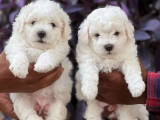 Ev doğumlu Maltipoo bebekler