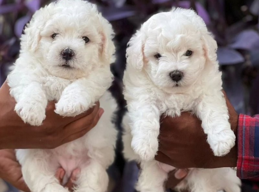Ev doğumlu Maltipoo bebekler