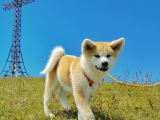 Akita Inu: Zekasıyla Bilinen, Sadakatin Temsilcisi