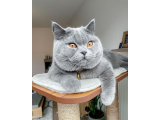 British Shorthair Damat Kedi Eşleştirme Çiftleştirme İlan