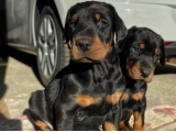 Sağlıklı iki Doberman yavrumuz satışta
