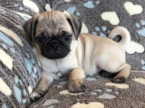 Minik Pug bebişler görücüye çıktı