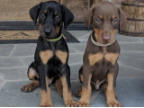 Sağlıklı iki Doberman yavrumuz satışta