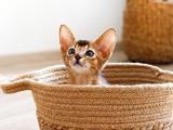 Minik Habeş kedisi (Abyssinian) kızımıza yuva
