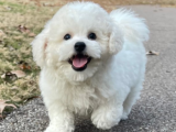 Bişon Çuha Köpeği güzelliği
