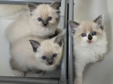 Dişi ve Erkek Ragdoll yavrularımız İstanbul