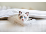 Sakin ve Sevecen Ragdoll Yavru – İstanbul’da Sevgi Dolu Yuva Arıyor
