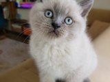 Eşsiz British Shorthair Blue Point Yavru Kedimiz