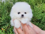 Büyümeyen minik Pomeranian Boo yavrumuz