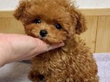 Show kalite minik Toy Poodle yavrumuz