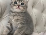 Sağlık garantili Sıfır Kulak Scottish Fold Whiskas Yavrumuz