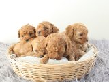 Toy Poodle yavrularımız cıvıl cıvıl