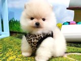 Teddy bear pomeranian boo yavru