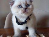 Erkek Scottish Fold sıfır kulak bebeğimiz hazır