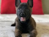 Safkan Belçika kurdu Malinois yavru