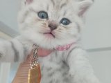 Dünyalar güzeli British Shorthair Silver bebeğimiz