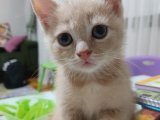 Safkan British shorthair yavrularım