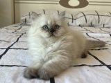 Show kalite British Longhair yavru