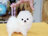 Teacup pomeranian boo yavrumuz 