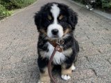 Safkan bernese dağ köpeği yavru