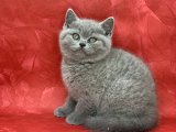 Bebek Yüzlü Orjinal British Shorthair Dişi Ve Erkek Yavrular
