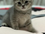 Orjinal anne altından british shorthair ve scottish fold yavrular