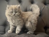 Yüksek Kalite Irk British Longhair