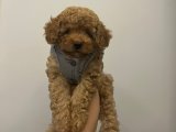 Ev Ortamından Toy Poodle Bebekler