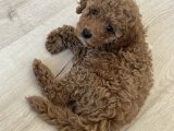 Yavru dişi poodle