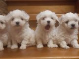 Saf güzellik maltese