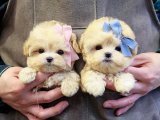 KORE GEN TOY POODLE BEBEKLERİM