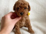 DÜNYA TATLISI POODLE YAVRULARI