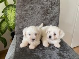 Kar Beyaz Maltese Terrier Yavruları Aşıları Tam