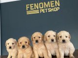 Baby Face Golden Retriever Yavruları Safkan Belgeli