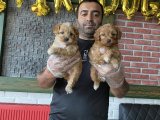 Orjinal Maltipoo Yavrular Günü Safkan Belgeli Dişi Erkek