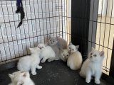 Renk Renk British Shorthair Yavruları Ankara