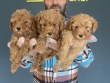 Orjinal Toy Poodle Yavruları Günü Gelen Aşıları Yapılı
