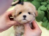 SÜPER AKILLI MALTİPOO BEBEKLERİM